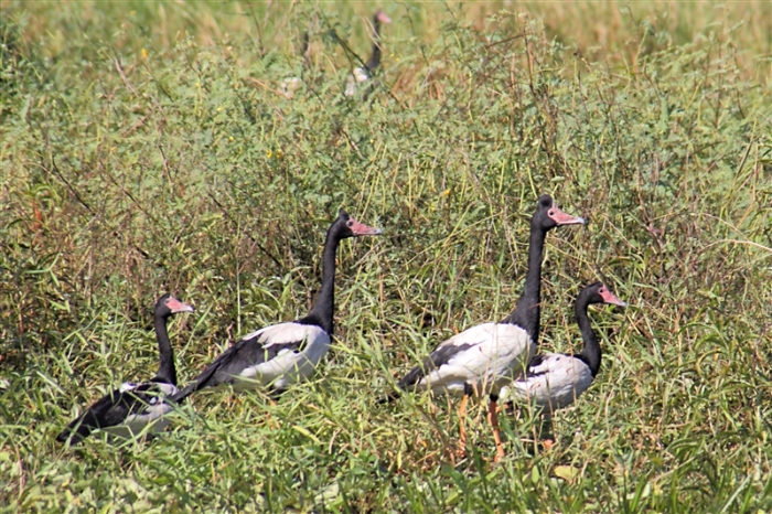 _800Mt Borradaile - Cooper Creek_5670_mm_3_MagpieGeese